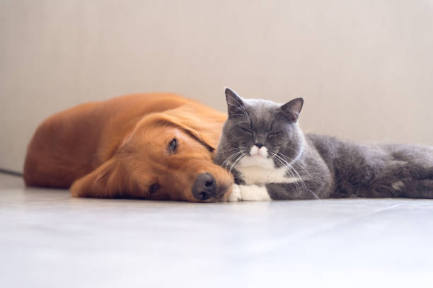 istock British shorthair cats and Golden Retriever 841086816