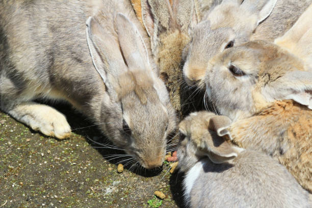 istock many rabbit at  Okunoshima, Japan 841086910