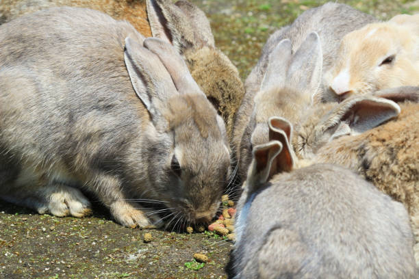 istock many rabbit at  Okunoshima, Japan 841086948