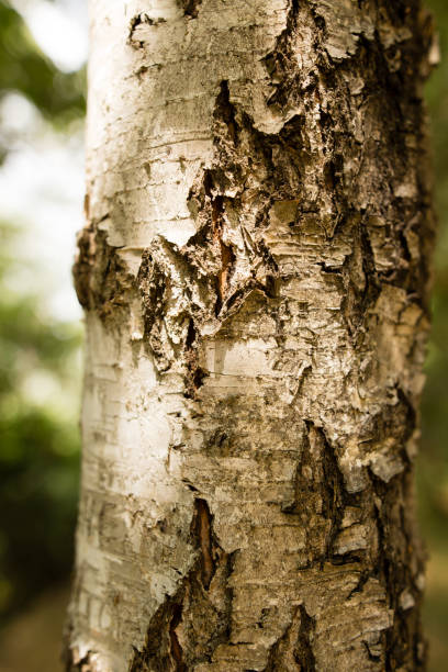 istock Trunk of a birch on the nature 841087328