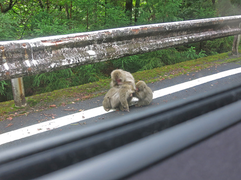 Group of Careless Japanese monkeys laying on the road, ignoring the traffic, Yakushima, Japan