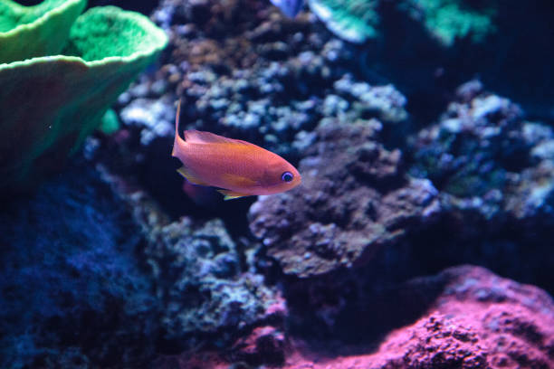 istock Lyretail Anthias fish known as Pseudanthias squamipinnis 841090002