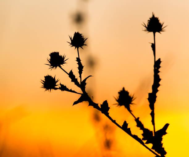istock Silhouette of grass on a golden sunset 841090394