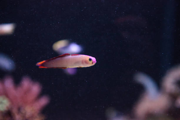 istock Purple cap firefish, Nemateleotris decora 841090562