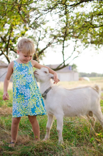 istock Little blond girl with goat on the pasture. 841090754