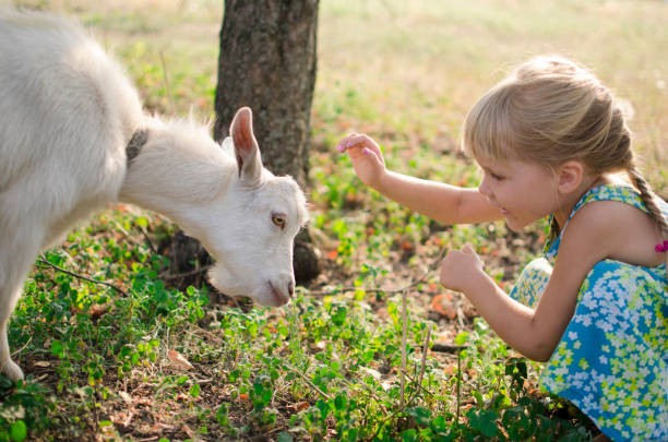 istock Little blond girl with goat on the pasture. 841090810