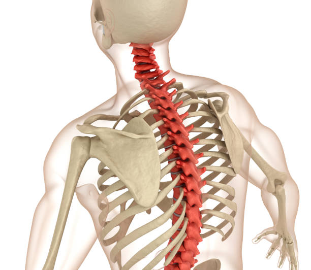 istock Spinal anatomy. Medically accurate 3D illustration 841090992