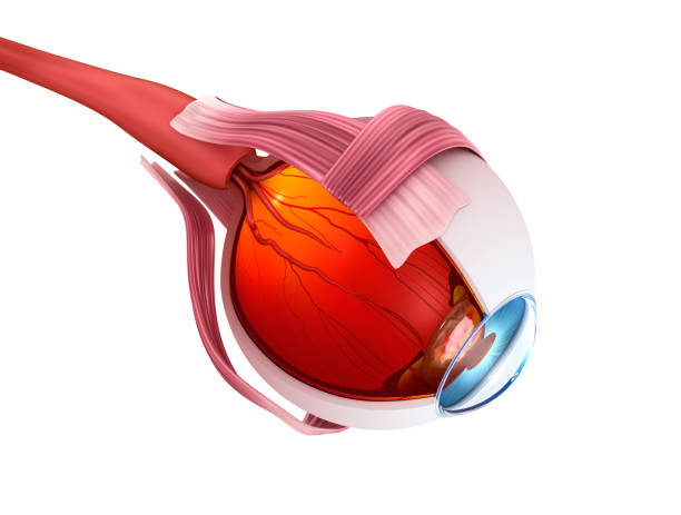 istock Eye anatomy - inner structure, Medically accurate 3D illustration . 841091086