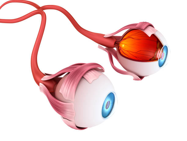 istock Eye anatomy - inner structure, Medically accurate 3D illustration . 841091136