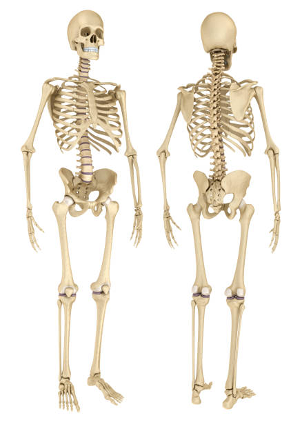 istock Human skeleton isolated , Medically accurate 3d illustration . 841091146