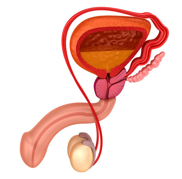 istock Prostate and male reproductive system isolated on white 841091174
