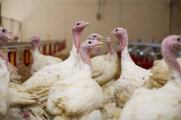 istock Turkey on a farm , breeding turkeys. 841091472
