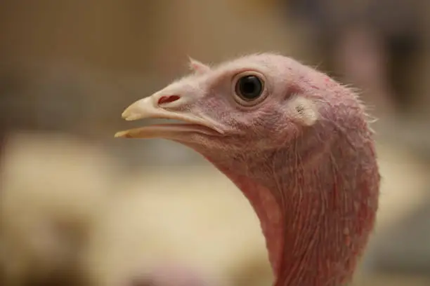 Close-up portrait Head of turkey at the farm
