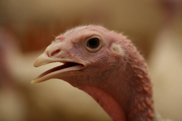 Close-up portrait Head of turkey at the farm