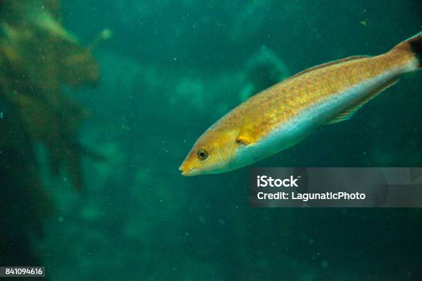 Senorita Fish Oxyjulis Californica Stock Photo - Download Image Now - Animal Themes, Animal Wildlife, Animals In The Wild