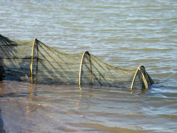 istock Bag of fish on the river bank 841094830