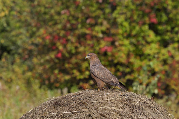 istock Big buzzard on the haystack. Krasnoyarsk region, Siberia. Russia 841095324
