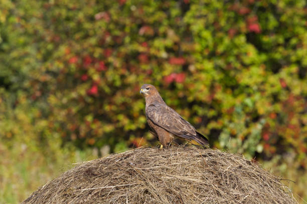 istock Buzzard on the haystack. Krasnoyarsk region, Siberia. Russia 841095336
