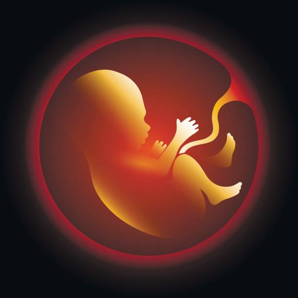 ilustrações, clipart, desenhos animados e ícones de feto humano no útero - gynecologist ultrasound human pregnancy gynecological examination