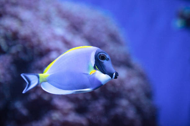 istock Powderblue tang fish Acanthurus leucosternon 841096062