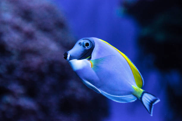 istock Powderblue tang fish Acanthurus leucosternon 841096066