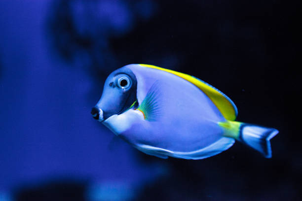 istock Powderblue tang fish Acanthurus leucosternon 841096132
