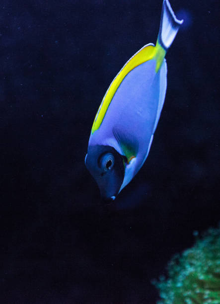 istock Powderblue tang fish Acanthurus leucosternon 841096192