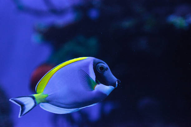istock Powderblue tang fish Acanthurus leucosternon 841096214