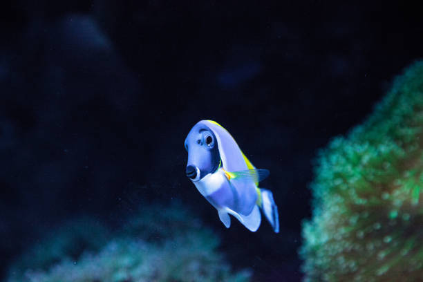 istock Powderblue tang fish Acanthurus leucosternon 841096218