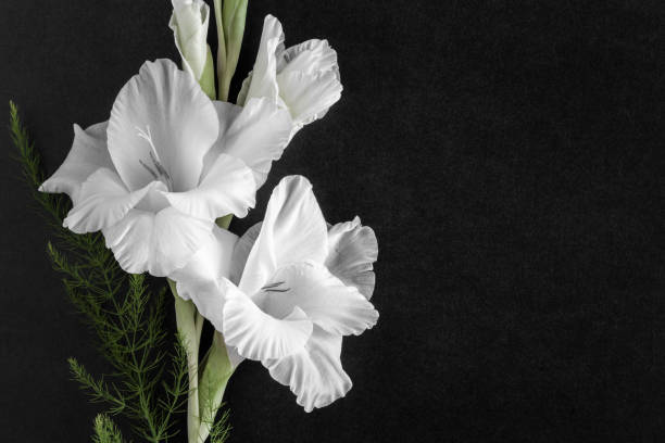 An artistic close-up of white flowers bouquet, showcasing delicate petals and soft natural light, evoking a feeling of purity and sophistication. Ideal for concepts of romance, elegance, and fresh beginnings.
