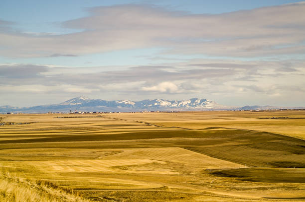 Campos de oro con las montañas - foto de stock