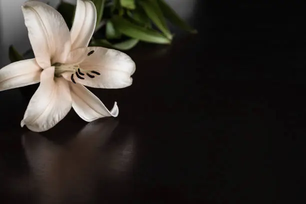 Photo of Lily flower on the dark background. Condolence card. Empty place for a text.