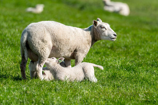 istock Mother sheep with the baby 841098992