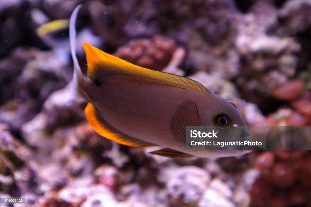 Tomini Tang fish Ctenochaetus tominiensis Tomini Tang fish Ctenochaetus tominiensis on a coral reef. Acanthuridae Stock Photo