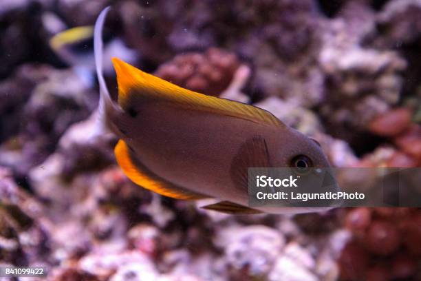 Tomini Tang Fish Ctenochaetus Tominiensis Stock Photo - Download Image Now - Acanthuridae, Fish, Horizontal