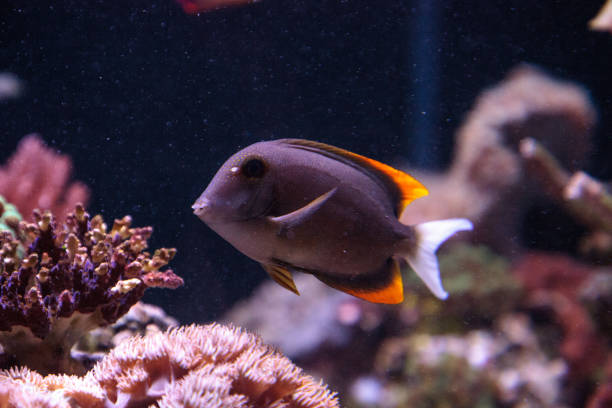 istock Tomini Tang fish Ctenochaetus tominiensis 841101486