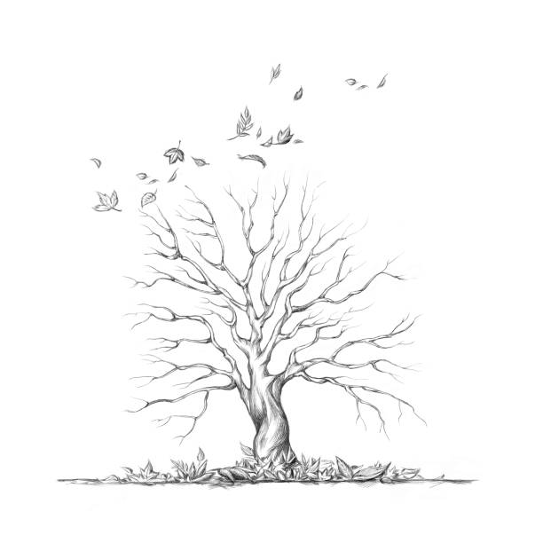 zdefoliowane drzewo jesienią - defoliated stock illustrations
