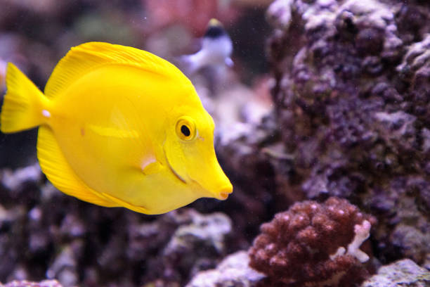 istock Yellow tang fish, Zebrasoma flavenscens 841102276
