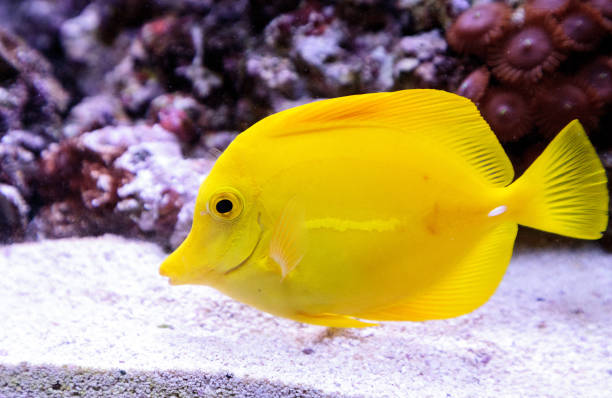 istock Yellow tang fish, Zebrasoma flavenscens 841102374