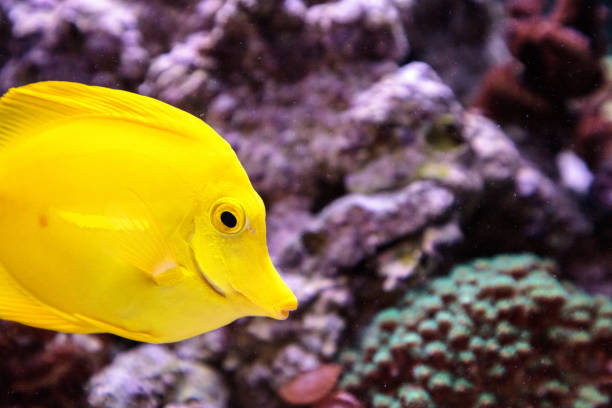 istock Yellow tang fish, Zebrasoma flavenscens 841102396