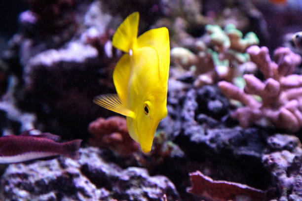 istock Yellow tang fish, Zebrasoma flavenscens 841102398