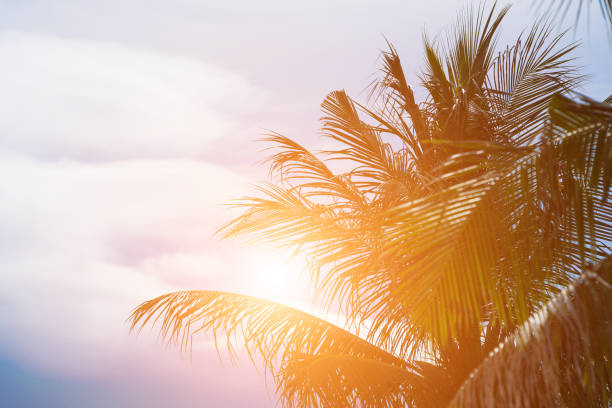 istock Evening sun shines through the coconut in the garden. 841102512
