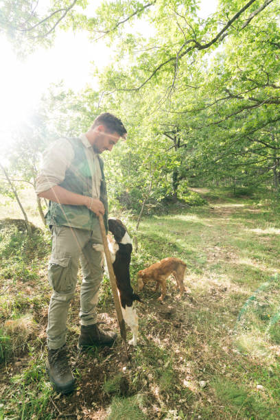 istock Truffle hunting in Italy 841106128
