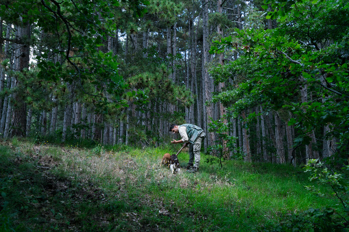 Male truffle hunter in 20's collects truffles in the woods with his two dogs on a summer day, Abruzzo, Italy, Europe