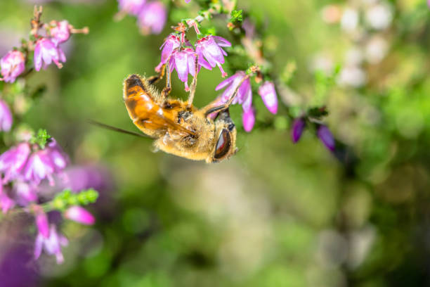 istock Beautiful heather flowers pollinated by bee, macro, autumn wallpaper 841106926