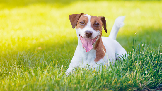 Young smooth-coated Jack Russell Terrier dog at autumn green grass at outdoor