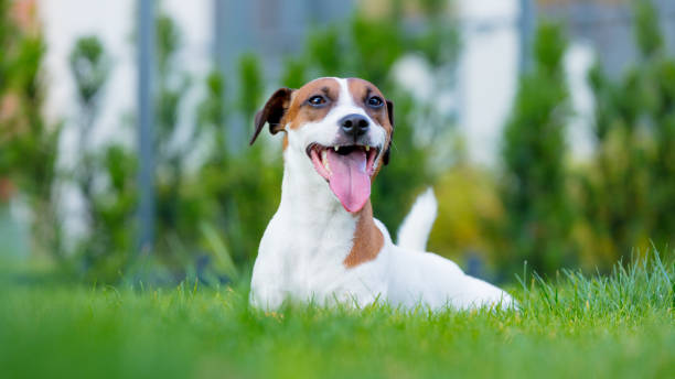 istock Young smooth-coated Jack Russell Terrier dog 841108340