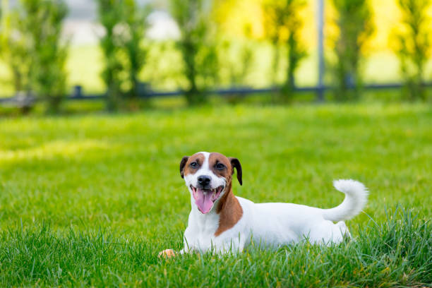 istock Young smooth-coated Jack Russell Terrier dog 841108598
