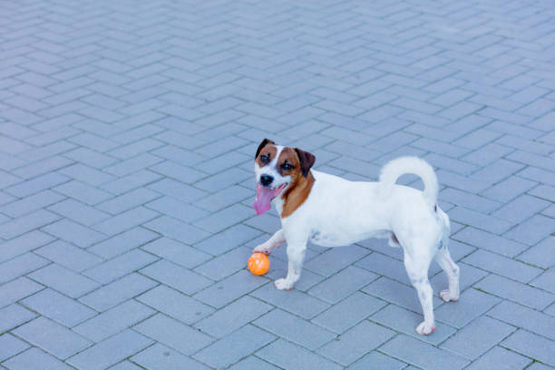 istock Young smooth-coated Jack Russell Terrier dog 841109142
