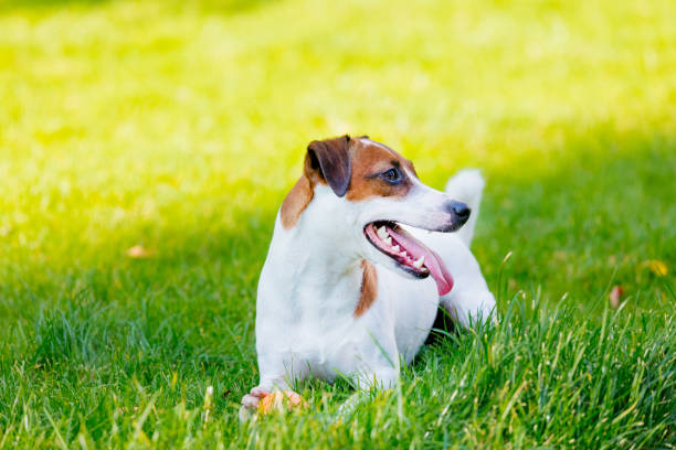 istock Young smooth-coated Jack Russell Terrier dog 841109152